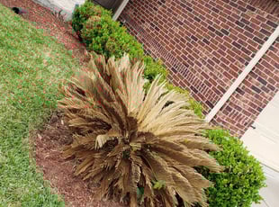 Weeding by Stephen Morales for Porsha G. in Rosenberg, TX