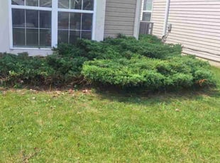 Bush Trimming by Dominique Jackson for Lisa S. in Indianapolis, IN
