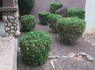 Bush Trimming by Juan Carlos Laurean Lozoya for Sandi H. in Gilbert, AZ