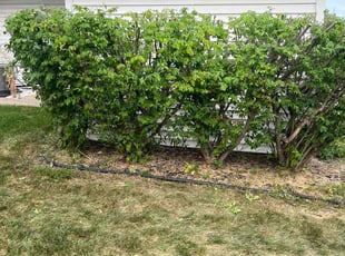 Bush Trimming by Erika Espinoza for Kwesi B. in Schaumburg, IL