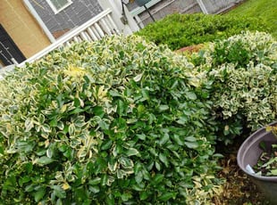Bush Trimming by Luis Velasco Iraheta for Dex B. in Washington, DC