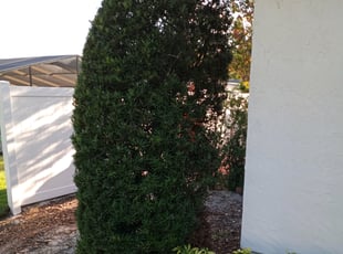 Bush Trimming by Timothy Wright for Ana S. in Orlando, FL