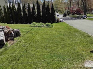 Bush Trimming by Matthew Spinelli for Sheena S. in Ansonia, CT