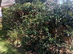 Bush Trimming by Enrique Juarez for Jerome B. in Marietta, GA