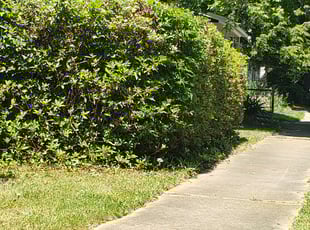 Bush Trimming by Jason Bullion for James R. in Greenville, SC