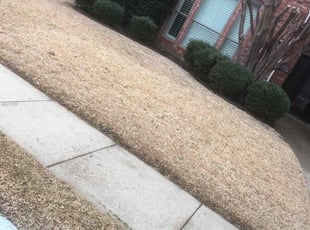 Leaf Removal by Simon Diamond for Matt J. in Plano, TX