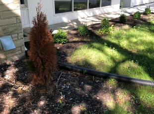 Weeding by Nathan Edwards for Josephine V. in Fox Point, WI