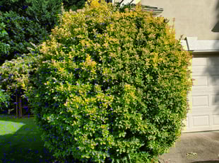 Bush Trimming by Joshua Sample for Dennis B. in Suwanee, GA