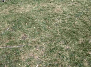 Leaf Removal by Scott Steigerwald for Heather H. in Lakewood, CO