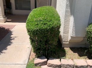 Bush Trimming by Maximiliano Hernandez for Adrian B. in Chandler, AZ
