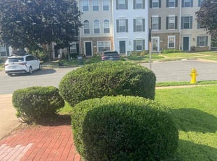Francisco C.'s Bush Trimming service result