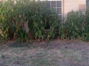 Bush Trimming by Derrel Laird for Peter L. in Fort Worth, TX