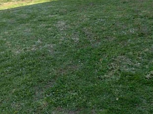 Leaf Removal by Andreas Margaris for Laura C. in Shawnee, KS