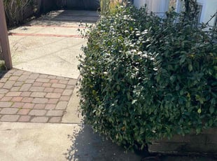 Bush Trimming by Keith Dalke for Natalia B. in Coronado, CA