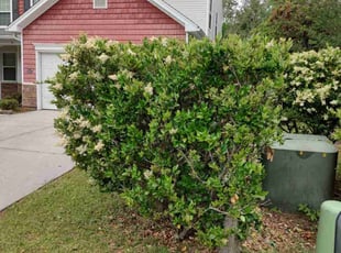Bush Trimming by Bob Dasher for Joshua O. in Beaufort, SC