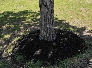 Mulching by TYRONE BLAYLOCK for Christina R. in Arlington, TN
