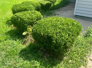Bush Trimming by Richard T for Donald W. in Grandview, MO
