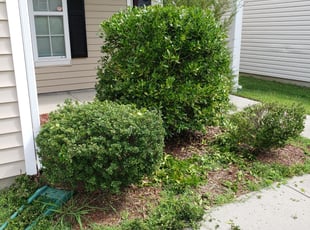 Bush Trimming by Jamison Newsom for Chad S. in Concord, NC