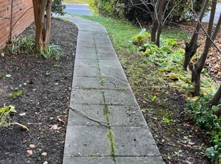 Leaf Removal by Jairon Villagran for Hanna M. in Rockville, MD