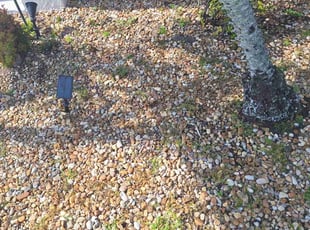 Weeding by Peterson Dariste for Barbara F. in Rotonda West, FL
