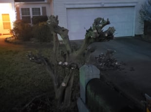 Bush Trimming by Jason Bullion for Greg G. in Mauldin, SC