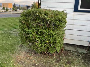 Bush Trimming by Christy Reams for Ardis N. in Spokane, WA