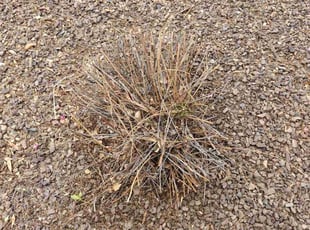 Bush Trimming by Marvin Gray for Ryan T. in Phoenix, AZ