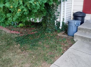 Bush Trimming by Dominique Artis for Oke O. in Baltimore, MD