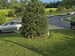 Bush Trimming by Jeremiah Davis for Mark B. in Concord, NC