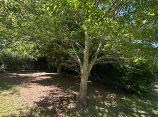 Leaf Removal by Fred Thompson for Candice C. in Locust Grove, GA