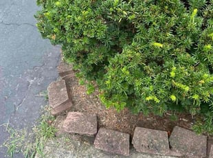 Weeding by Dave Ehrenberg for Braden E. in Columbus, OH