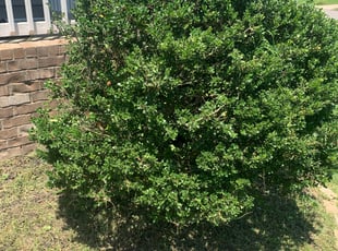 Bush Trimming by Chris Wieland for Dominique J. in Nashville, TN