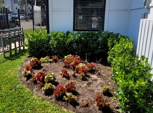 Bush Trimming by Francisco Prado for James M. in Houston, TX