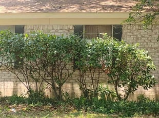 Debbie M.'s Bush Trimming service result