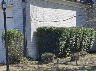 Bush Trimming by Demtirus Harris for Rashun J. in Cordova, TN