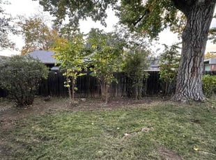 Bush Trimming by Justin Hands for Bobby K. in Denver, CO