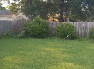 Bush Trimming by Terrill Williams for Erin R. in Norfolk, VA