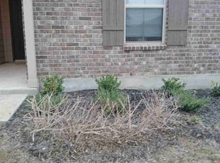 Bush Trimming by Vincent Vasquez for Joel F. in San Antonio, TX