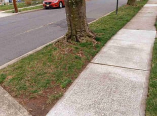 Leaf Removal by Joseph Kazlau for Edward F. in Lodi, NJ