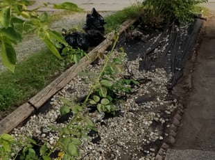 Weeding by Timothy Nelson for Laurie R. in Lorain, OH