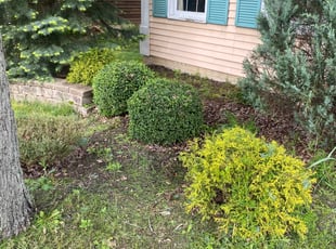 Bush Trimming by Rick Smith for Stef F. in Strongsville, OH