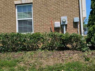 Linda G.'s Bush Trimming service result