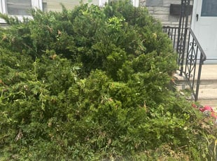 Bush Trimming by Bryan Rivers for Cindy M. in Sayreville, NJ