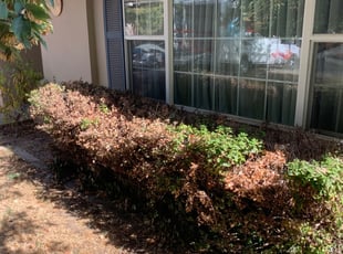 Bush Trimming by Jonathan Allen for Lawn S. in Sacramento, CA