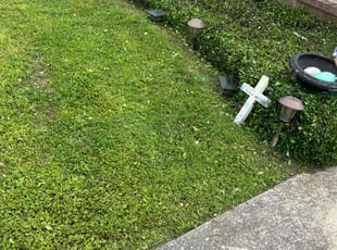 Bush Trimming by Terry Felo for Rosalia m. in Marrero, LA