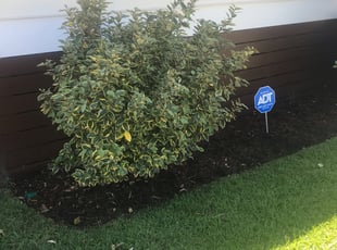 Weeding by Juan Manson for Tokologo M. in New Orleans, LA