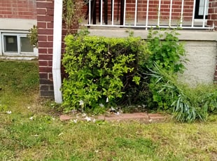 Bush Trimming by Trevor Dash for Veronica M. in Baltimore, MD