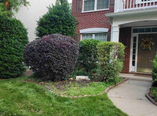 Bush Trimming by Daniela Budu for Michael H. in Greer, SC