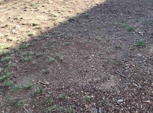 Caitlin W.'s Leaf Removal service result