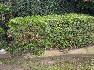 Bush Trimming by Rosa Valencia for Sarah H. in Garland, TX